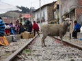 Ecuador, 15-3-2019: a sheep standing over a trainrail with many people standing at and next to the trainrail in south america