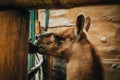 Ecuadorian brown llama chewing wood Royalty Free Stock Photo