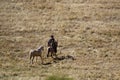 Ecuadorian Cowboy 843197 Royalty Free Stock Photo