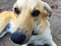 Ecuadorian Dog Face Close up Royalty Free Stock Photo