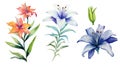 Ecuadorian Floral Collection in Watercolor on a Clean White Background .