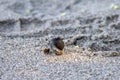 Ecuadorian hermit crab, Coenobita compressus, on beach sand Royalty Free Stock Photo
