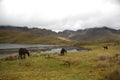Ecuadorian national park