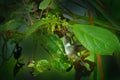 Ecuadorian piedtail, Phlogophilus hemileucurus, tinny rare bird in the nature green forest vegetation habitat. Sumaco in Ecuador. Royalty Free Stock Photo