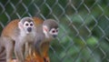 Ecuadorian squirrel monkey. Common names: Warisa, Barizo, Mono ardilla ecuatoriano.