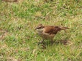 Ecuadorian Thrush Royalty Free Stock Photo