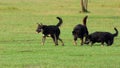 Several black mongrels seek food on a lawn in summer
