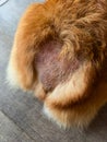 Eczema on dogs skin. Shaven area near the tail of corgi
