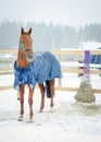 Ed budyonny mare horse in halter in the paddock in the winter Royalty Free Stock Photo