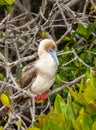 Ed footed booby perched on mangrove branch with branches and leaves in background Royalty Free Stock Photo
