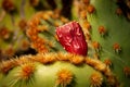 Ed fruit on a cactus leave Royalty Free Stock Photo