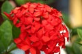 Tunning red hydrangea flowers in the garden Royalty Free Stock Photo