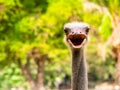 Ed-necked ostrich Struthio camelus camelus, also known as the Barbary ostrich, Struthionidae family Royalty Free Stock Photo