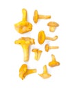 Edable mushroom chanterelles different size separated isolated on white background