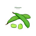 Edamame hand drawn sketch in vector. - Vector Royalty Free Stock Photo