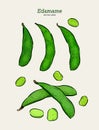 Edamame hand drawn sketch in vector. - Vector Royalty Free Stock Photo