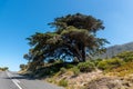 edar Tree on the way to cape of good hope Royalty Free Stock Photo