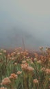 Edelweis is beautiful flower in mountain