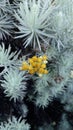 Edelweis flower