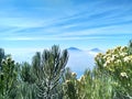 Edelweis Flower On Mountain