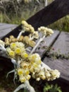 Edelweis Flower in Papua