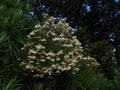 Edelweis Flower at Semeru mauntain, East Java