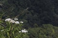 Edelweis Flowers