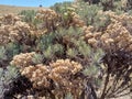 Edelweis flowers on mount Merbabu