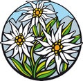 Edelweiss. Royalty Free Stock Photo