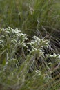 Edelweiss alpine flower bouquet Royalty Free Stock Photo