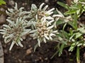 Edelweiss alpine flower bouquet Royalty Free Stock Photo