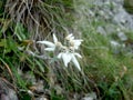 Edelweiss alpine flower Royalty Free Stock Photo