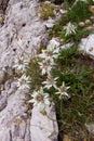 Edelweiss alpine flower