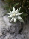 Edelweiss alpine flower