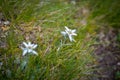 Edelweiss alpine flower in Ceahlau mountains, Romania Royalty Free Stock Photo