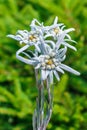 Edelweiss Alpine or Leontopodium lat. Leontopodium