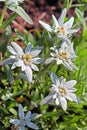 Edelweiss Alpine, leontopodium (Leontopodium)