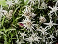 Edelweiss or Alpine snow flower blooming Royalty Free Stock Photo