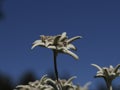 Edelweiss alpine star flower detail close up