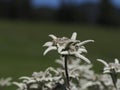 Edelweiss alpine star flower detail close up