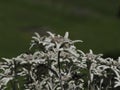 Edelweiss alpine star flower detail close up