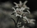 Edelweiss alpine star flower detail close up