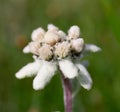 Edelweiss beautiful mountain flower