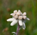 Edelweiss beautiful mountain flower