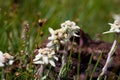 Edelweiss beautiful mountain flower