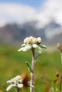 Edelweiss beautiful mountain flower