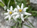 Edelweiss beautiful mountain flower. Scientific name - Leontopodium alpinum