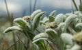 Edelweiss blooms, white fuzzy petals, green leaves, mountain flora, close-up, alpine symbol, velvety texture Royalty Free Stock Photo