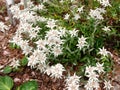 Edelweiss from China