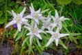 Edelweiss